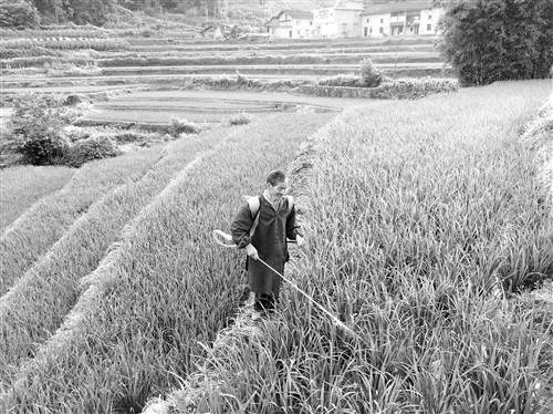 【能源環保】南川依靠綠色防控種水稻