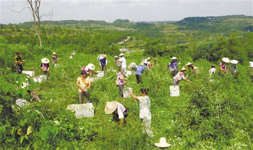 【區縣聯動】【潼南】10萬畝荒山變“銀行”