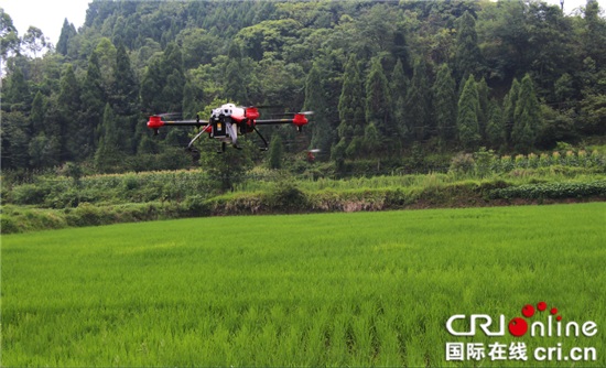 已過審【區縣聯動】【潼南】潼南採用植保無人機進行水稻病蟲害統防統治【區縣聯動】潼南採用無人機進行水稻病蟲害統防統治
