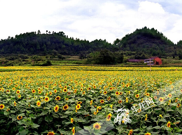 【區縣聯動】【涪陵】除了涪陵榨菜還知道什麼？帶你全方位了解涪陵【區縣聯動】規劃師帶你全方位了解涪陵