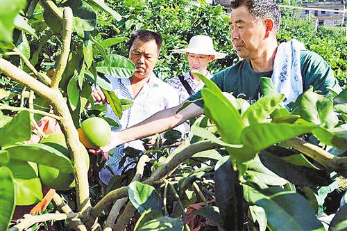 【社會民生 列表】幹部擺攤為貧困戶預售蜜柚