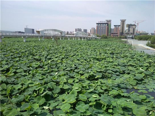 【灞橋專題  魅力灞河·傳承輝煌 顯示圖在稿件最下方】 週末賞花 西安灞橋生態濕地公園千畝荷塘荷花開