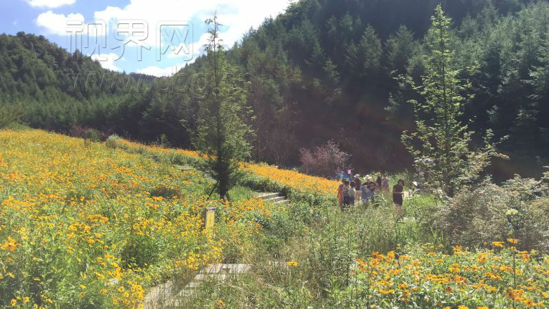 【行遊巴渝 標題 摘要】奉節：神仙壩花海盛宴 百畝花海醉遊人