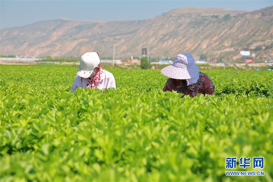 甘肅定西：夏季蔬菜采收忙