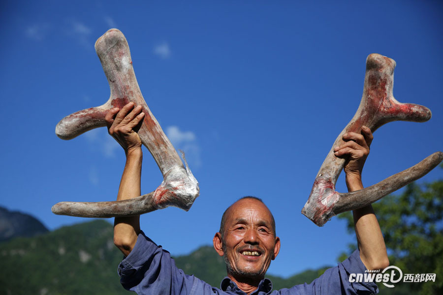 【焦點圖 顯示圖在稿件最下方】秦嶺裏的養鹿人 六旬山民4年成土專家