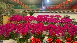 山西運城：鮮花俏銷迎新春 花卉市場“春意濃”
