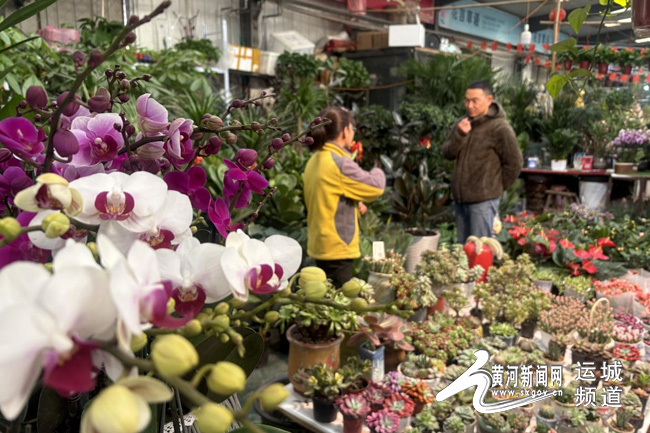 山西運城：鮮花俏銷迎新春 花卉市場“春意濃”
