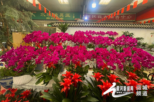 山西運城：鮮花俏銷迎新春 花卉市場“春意濃”