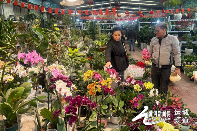 山西運城：鮮花俏銷迎新春 花卉市場“春意濃”