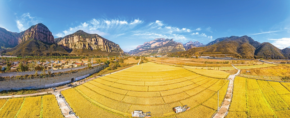 晉中市左權縣：百畝水稻試種成功 喜迎豐收