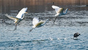 太原汾河濕地公園：野生鳥類在水面盡情嬉戲 奏響春天樂章