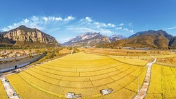 晉中市左權縣：百畝水稻試種成功 喜迎豐收