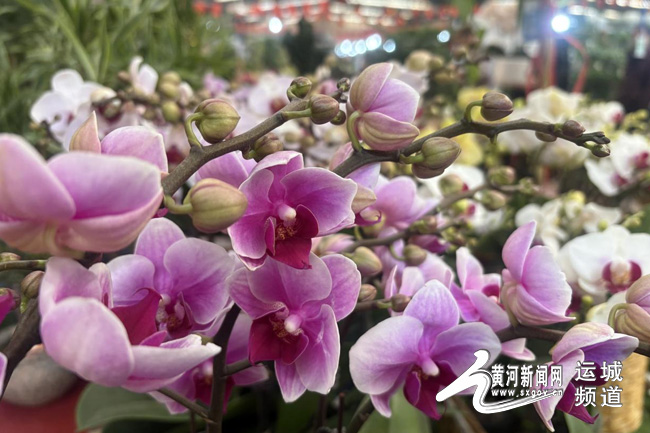 山西運城：鮮花俏銷迎新春 花卉市場“春意濃”