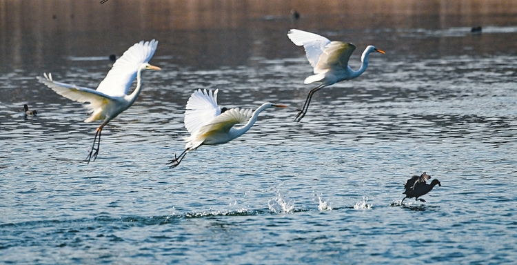 太原汾河濕地公園：野生鳥類在水面盡情嬉戲 奏響春天樂章_fororder_06fe5a976eb36ab59071ff279e034b4e
