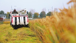 太原市稻田公園：金色“稻浪”慶豐收