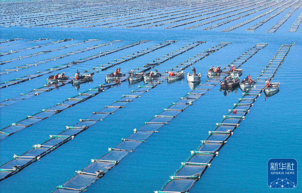 山東榮成：海參苗管護忙_fororder_444