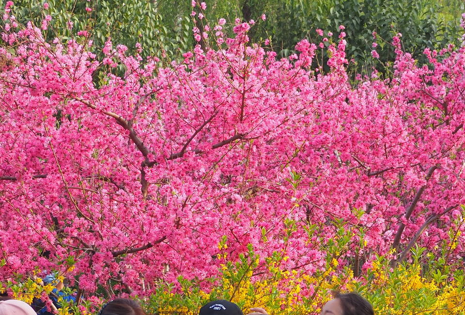 【花開齊魯】春光明媚氣溫回升，大明湖畔花團錦簇