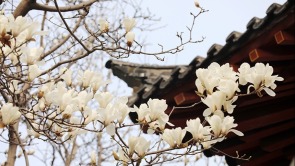 濟南趵突泉玉蘭盛開醉遊人