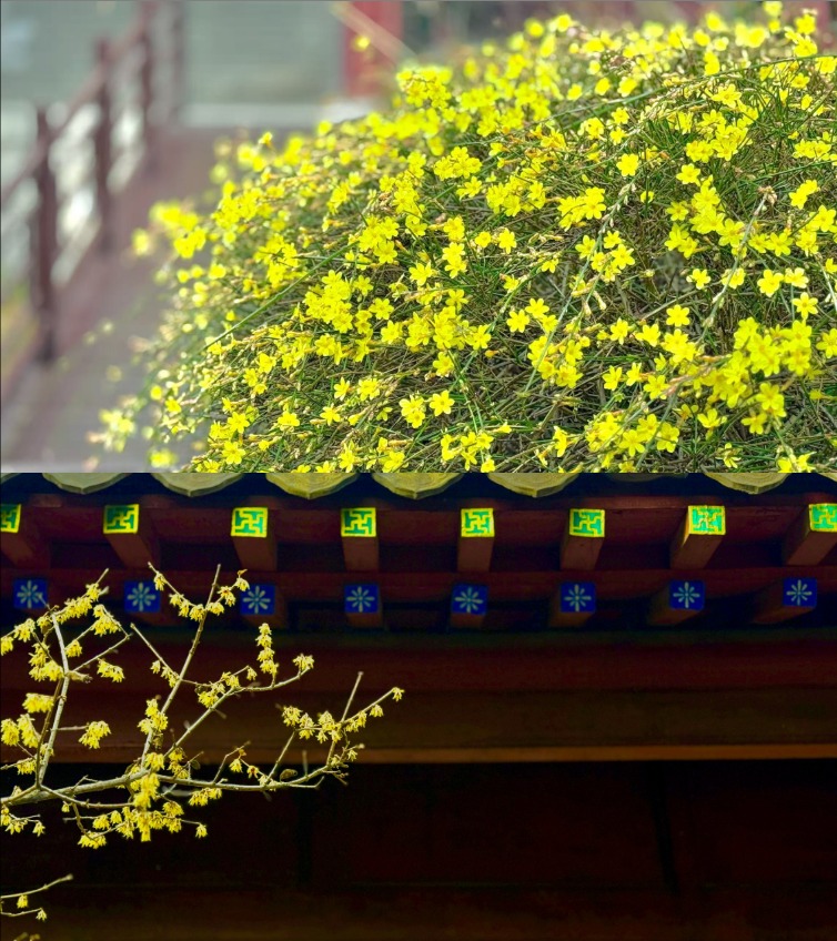 春風拂岱廟 紅墻映花影_fororder_【泰安】4