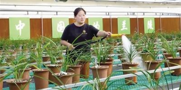 山東蘭陵：繪就蘭花産業新“蘭”圖