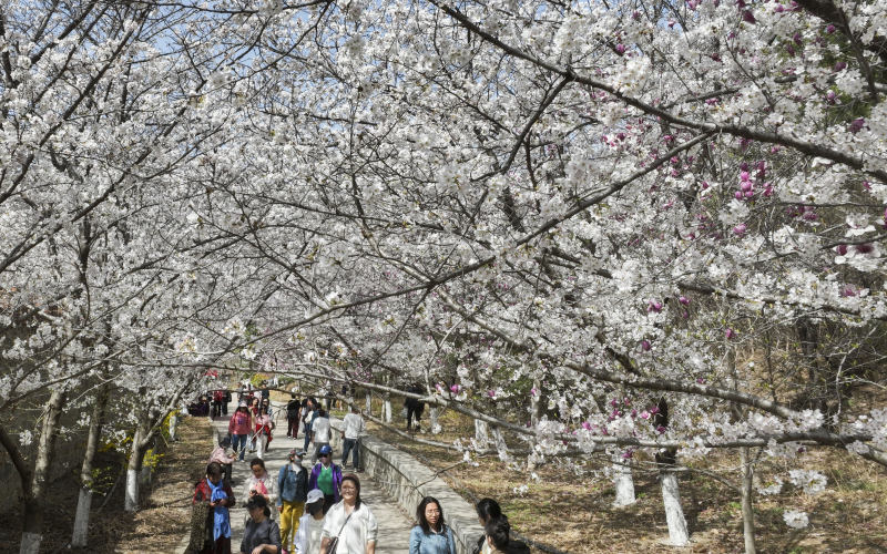 【花開齊魯】山東鄒平：櫻花之約_fororder_28-6