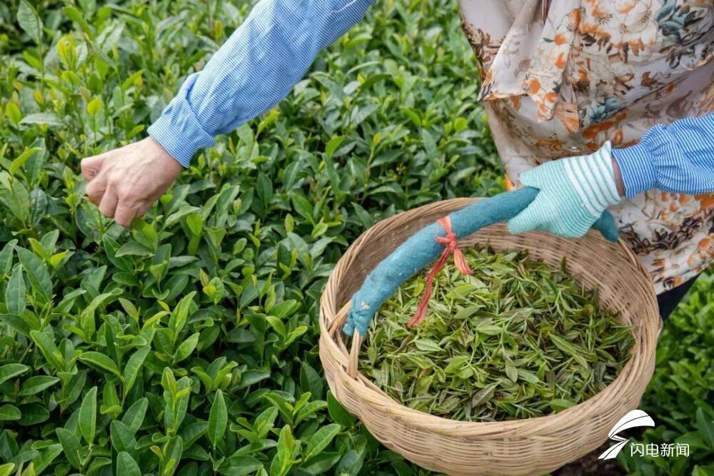 在日照,品一杯聽海長大的茶|青春思政課