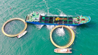 옌타이 해양목장, '바다갈이'로 한창_fororder_微信圖片_20260330102322