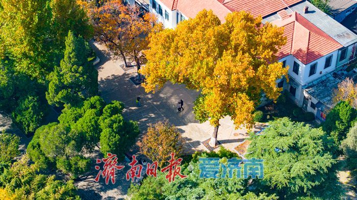 百年園林景如畫:濟南中山公園開啟最美賞葉季