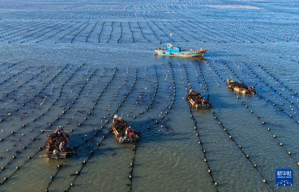 山東榮成：18萬畝海帶進入間割收穫期_fororder_【山東榮成】2