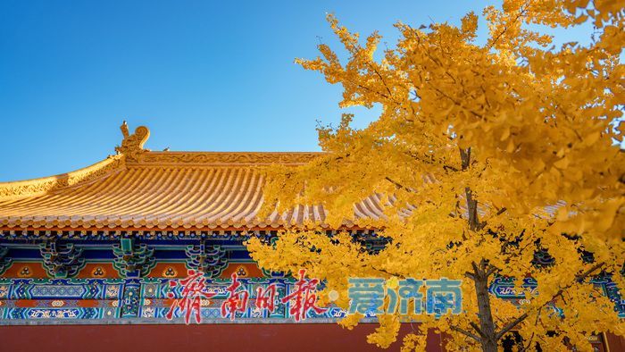 銀杏金黃映紅墻，濟南府學文廟盡顯秋韻
