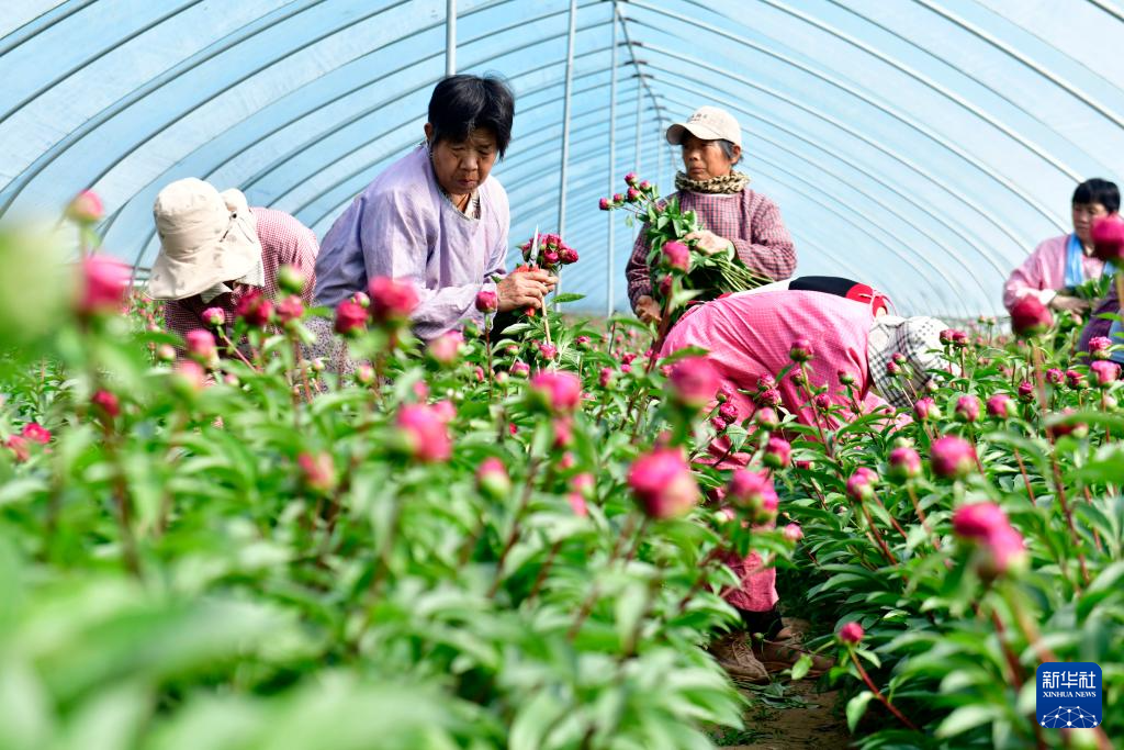 山東菏澤：“鮮花經濟”助力鄉村振興_fororder_14-4