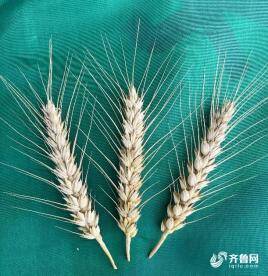 山東小麥收穫已超九成 多個高産品種測産超800公斤