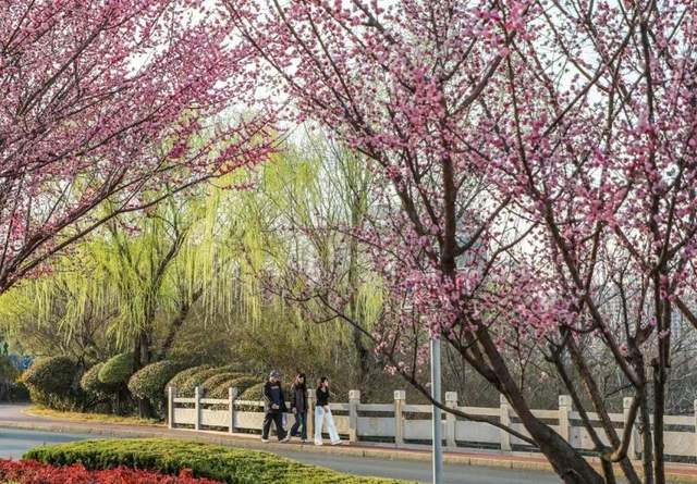 尋找最美春天 | 日照：共赴春日浪漫之約_fororder_27-14