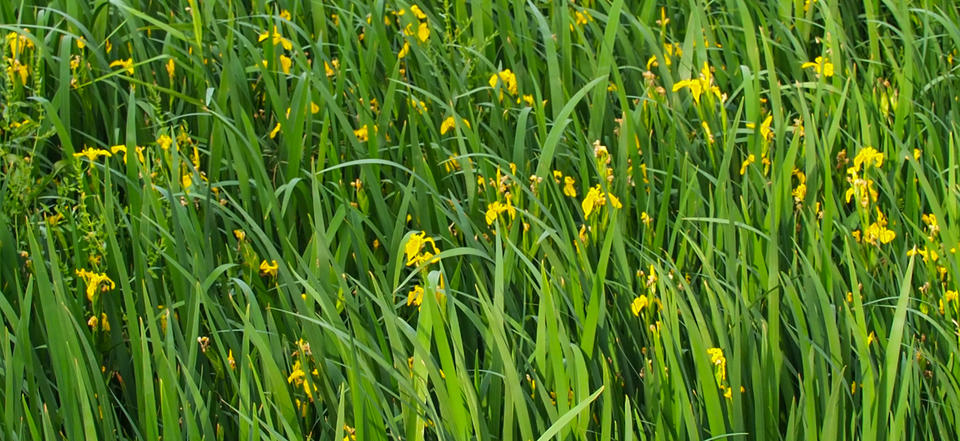 初夏大明湖：鳶尾花海盛放，繪就七彩畫卷