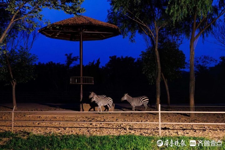 夜探“百獸秘境”!濟南野生動物世界開啟奇幻夜遊