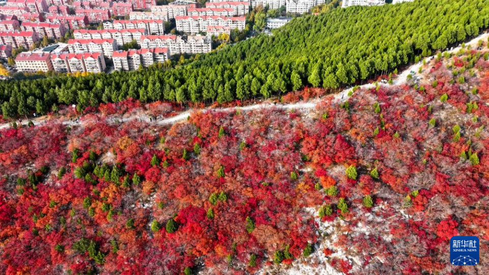 山東濟南：“平分秋色”蝎子山