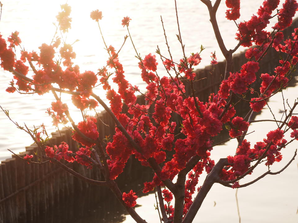 【花開齊魯】春光明媚氣溫回升，大明湖畔花團錦簇