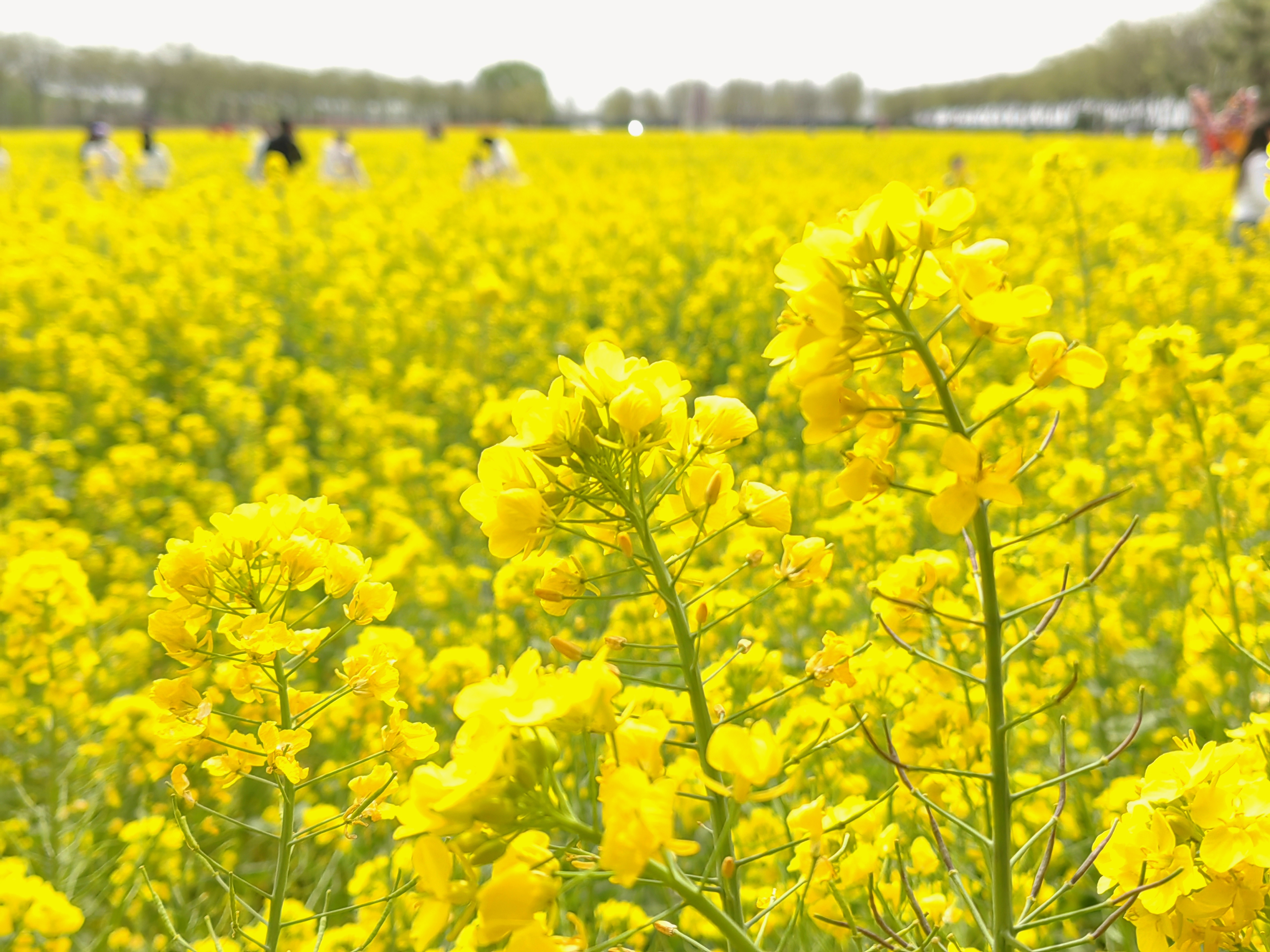 【花開齊魯】濟寧市兗州區千畝油菜花迎來盛放時節_fororder_697bb8034eda2c77f5884ce6c55055f