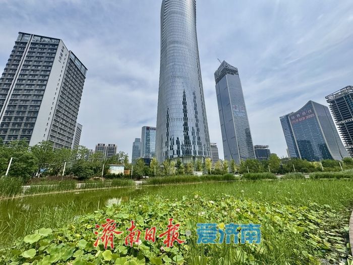 山東濟南：荷花湖荷花盛放，繪就夏日美景