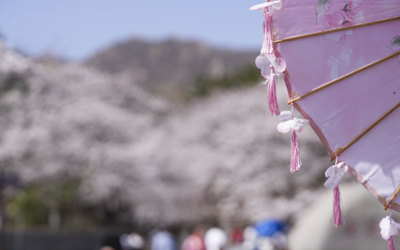 【花開齊魯】山東鄒平：櫻花之約_fororder_28-8
