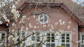 瞞不住了！青島中山公園梅花迎來盛花期