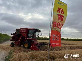 山東小麥收穫已超九成 多個高産品種測産超800公斤