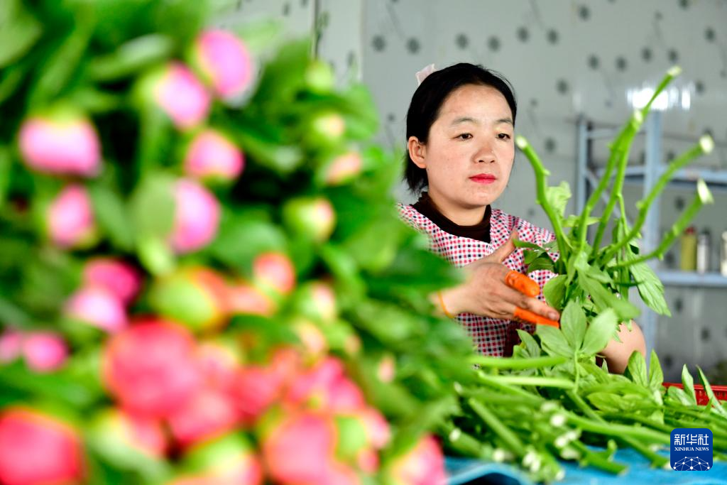 山東菏澤：“鮮花經濟”助力鄉村振興_fororder_14-1