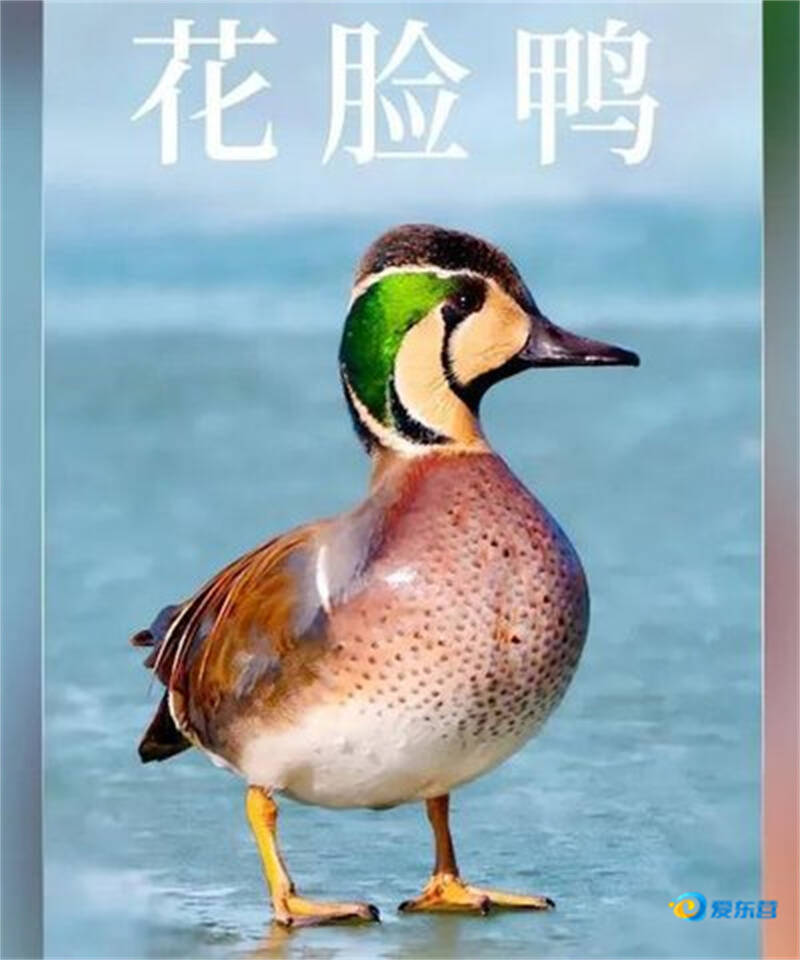 我是一隻花臉鴨_fororder_e005278a7d814c919400e2f049347a01