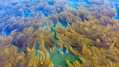 追青逐綠 大美中國 | 煙臺長島:建設“藍色碳庫” 打造海底綠洲