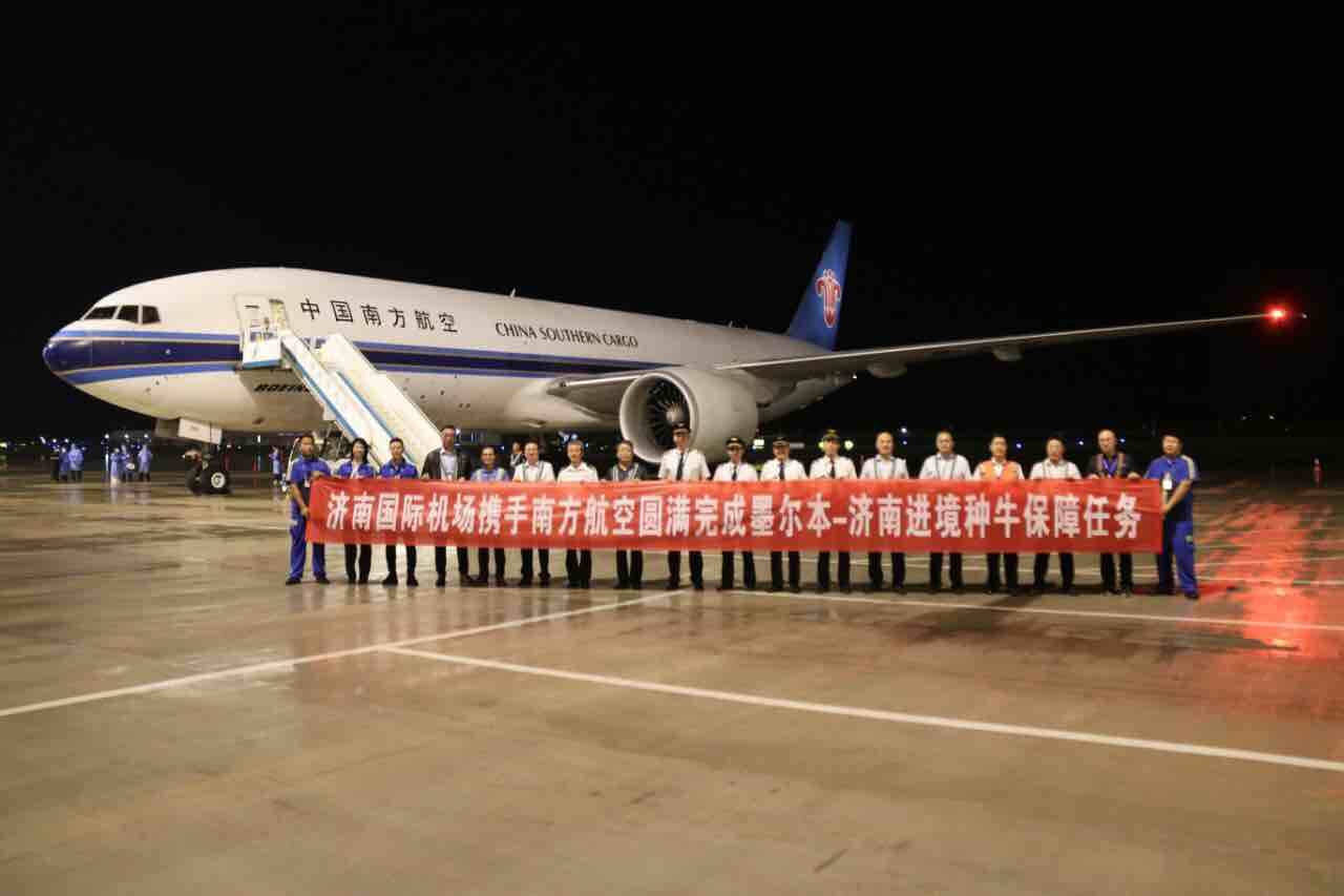 山東首批空運種牛自遙墻機場進境_fororder_A2