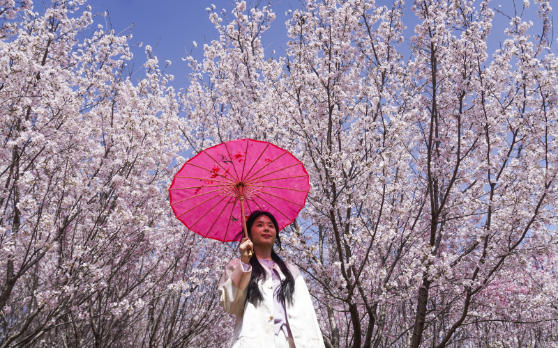 【花開齊魯】山東鄒平：櫻花之約_fororder_28-1