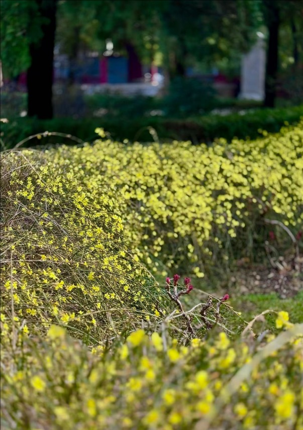 春風拂岱廟 紅墻映花影_fororder_【泰安】10