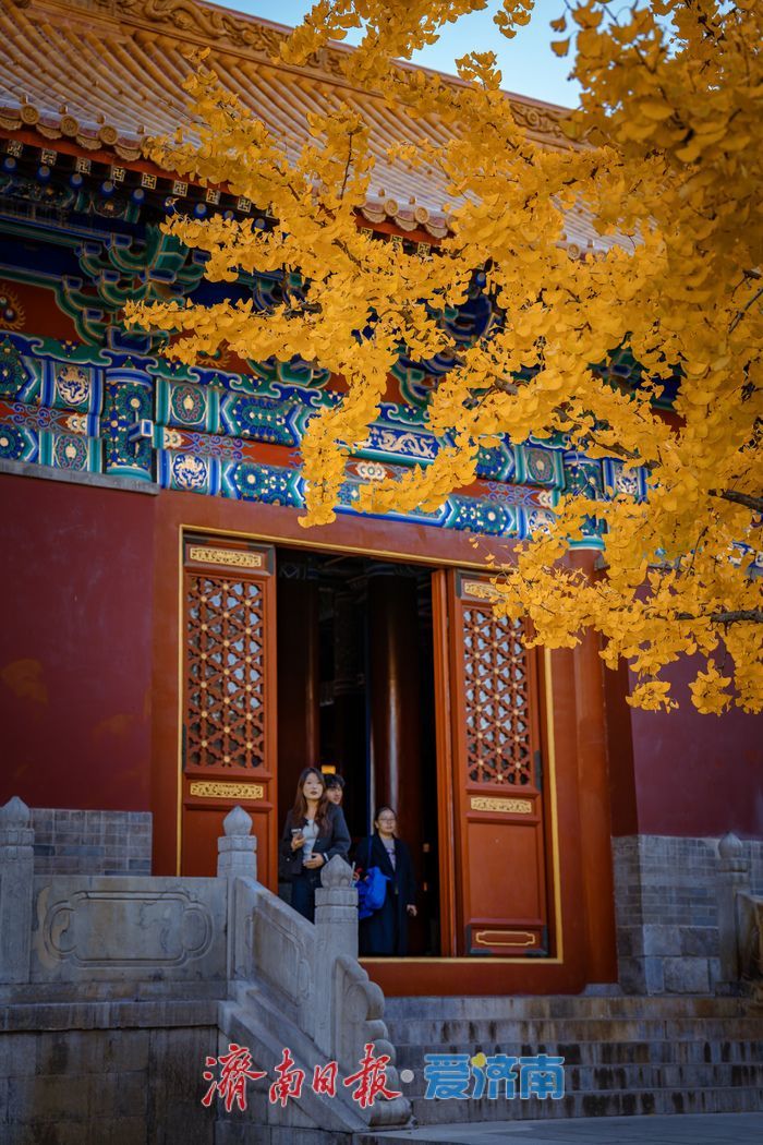 銀杏金黃映紅墻，濟南府學文廟盡顯秋韻