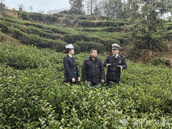 馬年出口開門紅 湖北大別山“金葉子”香飄海外